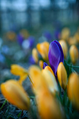 Krokusy
