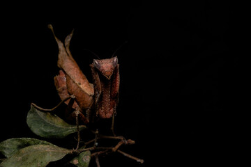 Dead Leaf Mantis looking at you.