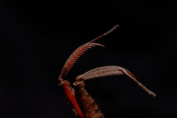 Mantis claw close up
