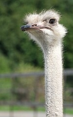 African ostrich head close up on ostrich farm. funny ostrich. ostrich portrait