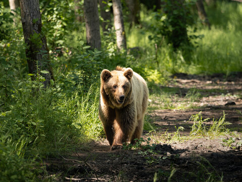 Brown bear in a forest roaming around in its territory. Female Ursus arctos animal walking slowly and being curious. Natural forest environment in Europe.