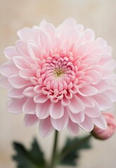Delicate pink chrysanthemum bloom against a soft peach background