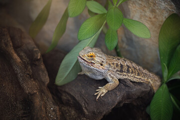 bearded dragon lizard  in terrarium
