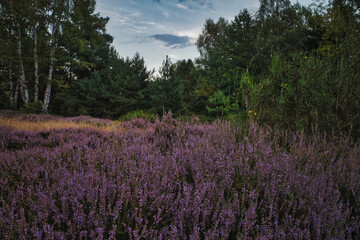 Fototapeta premium Heide - Heidekraut - Erika 