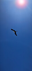 A bird soars in the sky. Sun shines above. Blue background.
