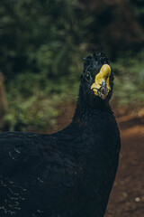 The great curassow Crax rubra, close up shot