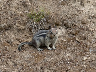 Cute striped chipmonk photo