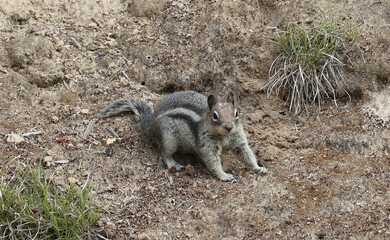 Cute striped chipmonk photo