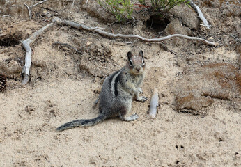 Fototapeta premium Cute striped chipmonk photo