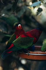 Red parrot sitting in tree eating Lorius domicella