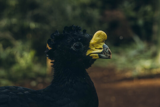 The great curassow Crax rubra, close up shot