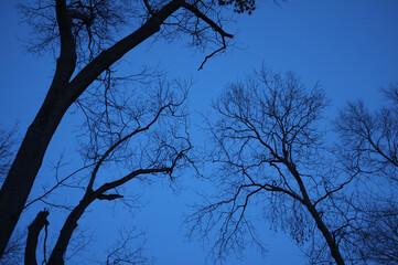 bare trees against evening sky in winter