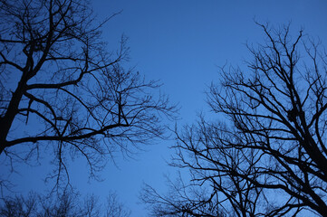 bare trees against evening sky in winter