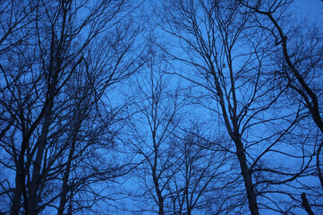 bare trees against evening sky in winter