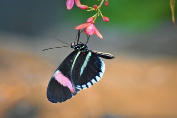 admiral butterfly