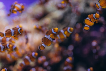 Pair of swimming clownfish in the anemone, colorful healthy coral reef. Nemo, tropical fish and corals.