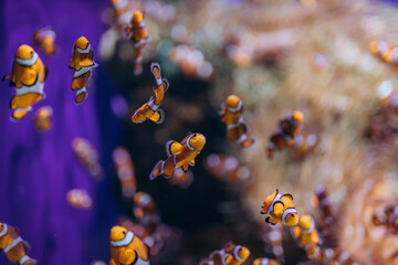 Pair of swimming clownfish in the anemone, colorful healthy coral reef. Nemo, tropical fish and corals.