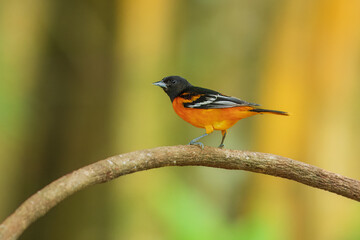 Baltimore oriole (Icterus galbula) is a small icterid blackbird common in eastern North America as a migratory breeding bird.