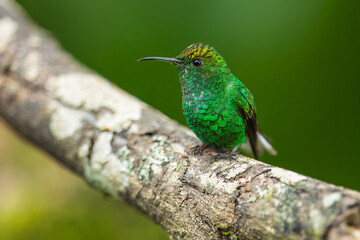 Portrait he coppery-headed emerald (Microchera cupreiceps) is a small hummingbird endemic to Costa Rica.