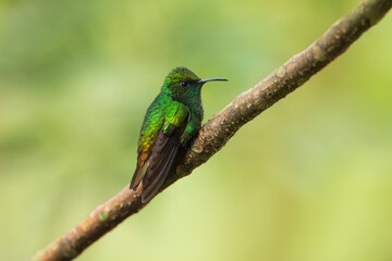 Portrait he coppery-headed emerald (Microchera cupreiceps) is a small hummingbird endemic to Costa Rica.