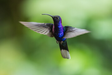 Portrait the violet sabrewing (Campylopterus hemileucurus) is a very large hummingbird native to southern Mexico and Central America as far south as Costa Rica and western Panama.  In flight.