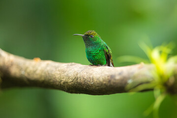 Portrait he coppery-headed emerald (Microchera cupreiceps) is a small hummingbird endemic to Costa Rica.