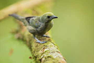 Green bird. A Palm Tanager also know as sanhaço or Coconut Tanager perched on the branch. Species Thraupis palmarum. Birdwatching. Birding.