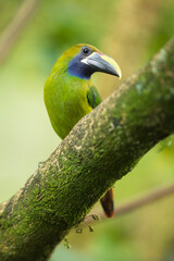 Emerald toucanet or northern emerald toucanet (Aulacorhynchus prasinus) is a species of near-passerine bird in the family Ramphastidae occurring in mountainous regions of Mexico and Central America