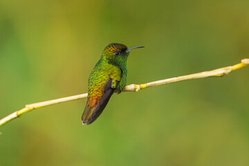 Portrait he coppery-headed emerald (Microchera cupreiceps) is a small hummingbird endemic to Costa Rica.