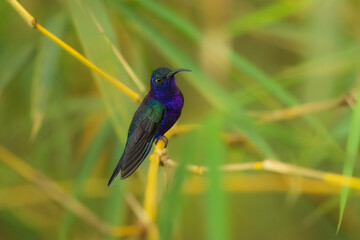 Portrait the violet sabrewing (Campylopterus hemileucurus) is a very large hummingbird native to southern Mexico and Central America as far south as Costa Rica and western Panama.  In flight.