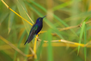 Obraz premium Portrait the violet sabrewing (Campylopterus hemileucurus) is a very large hummingbird native to southern Mexico and Central America as far south as Costa Rica and western Panama. In flight.