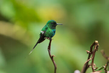 Green thorntail (Discosura conversii) is a small hummingbird that is a resident breeder from Costa Rica to western Ecuador.