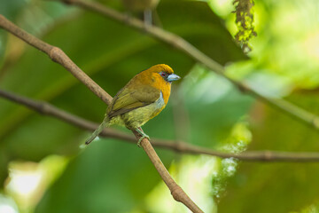 Portrait the prong-billed barbet (Semnornis frantzii) is a distinctive, relatively large-billed bird native to humid highland forest of Costa Rica and western Panama. 