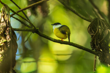 White-collared manakin (Manacus candei) is a passerine bird in the manakin family. It is a resident breeder in the tropical New World from southeastern Mexico to Costa Rica 