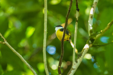 White-collared manakin (Manacus candei) is a passerine bird in the manakin family. It is a resident breeder in the tropical New World from southeastern Mexico to Costa Rica 