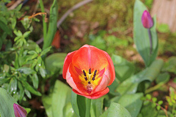 Looking down on a tulip flower