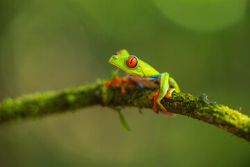 Red-eyed tree frog has red eyes with vertically narrowed pupils. It has a vibrant green body with yellow and blue, vertically striped sides. Its webbed feet and toes are orange or red. 
