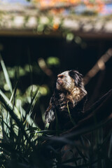 Beautiful black crested monkey sitting on a branch in Zoo in Tenerife