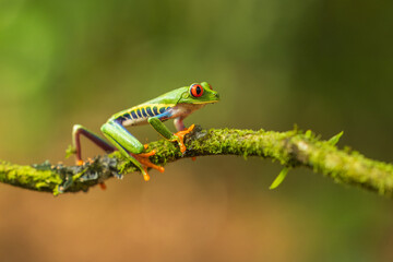 Red-eyed tree frog has red eyes with vertically narrowed pupils. It has a vibrant green body with yellow and blue, vertically striped sides. Its webbed feet and toes are orange or red. 