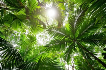 Fototapeta premium Sunlight Through Palm Trees