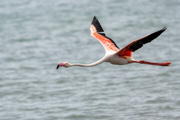 greater flamingo, Phoenicopterus roseus, flying in the Lagoon in Walvis Bay in Namibia