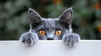 Cute gray cat peeking over a white surface with big, curious eyes.