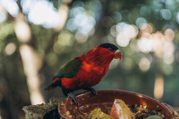 Red parrot sitting in tree eating Lorius domicella