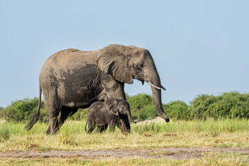 Close encounter with an Elephant mother and her calf at the Chobe riverfront in Chobe National Park in Botswana