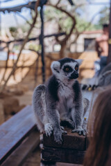 Funny lemur eating in zoo Tenerife