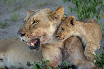 Lion cub with his mother hanging around in the vegatation of the riverfront in the Chobe National Park  in Botswana