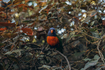 Red parrot sitting in tree eating Lorius domicella