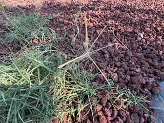 Cynodon dactylon, grama, allergens plants. Pig's finger, finger, Bermuda, ethana, dubo, dog or dog's tooth grass, Bahama, crab, devil's, couch grass, Indian doab, grama, wiregrass and scutch grass.