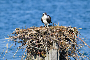 Immature osprey stands on large stick nest built on river piling