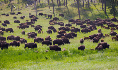 herd of American bison 